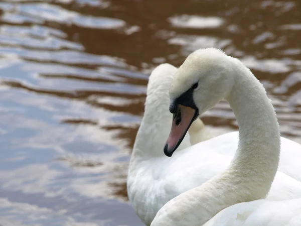 Swan face — Stock Photo, Image