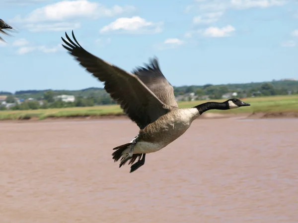 Flying goose — Stock Photo, Image