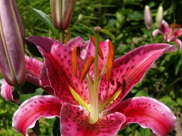 Stock image Flowers of summer