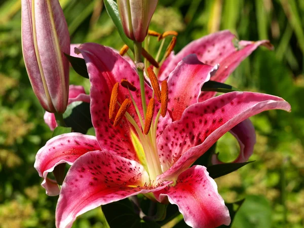 stock image Flower time