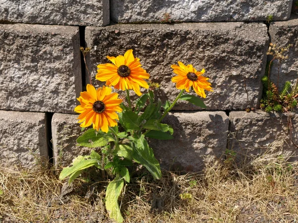 Flores del verano — Foto de Stock