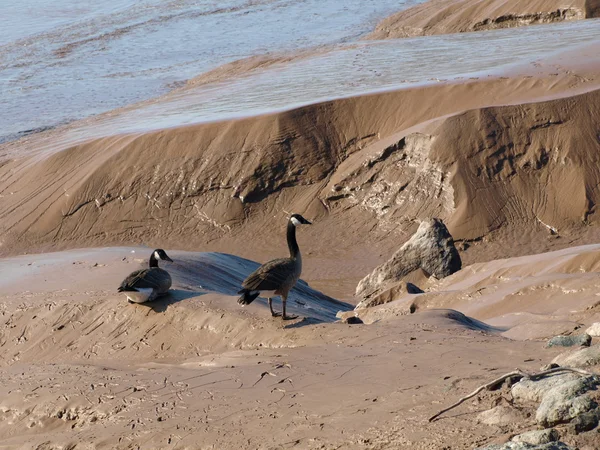 Canada geese in mud — Stock Photo, Image