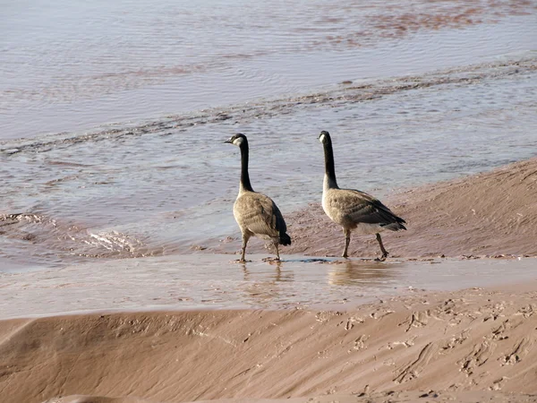 Canada geese in mud — Stock Photo, Image