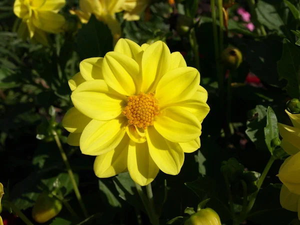Flores del verano — Foto de Stock