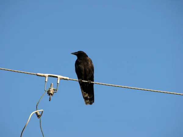 stock image Crow