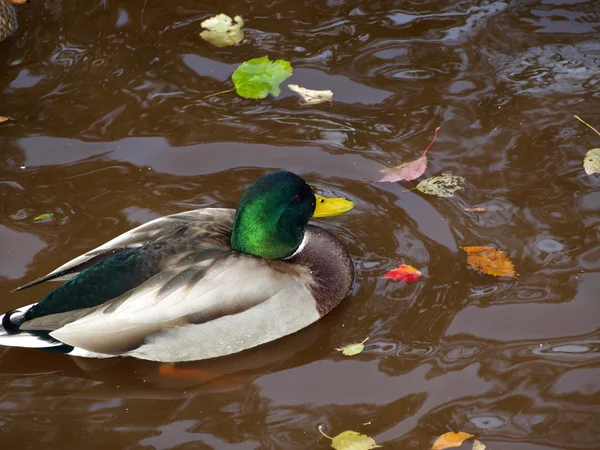 Male mallard duck/ — Stok fotoğraf