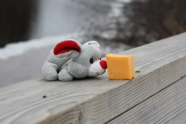 Rato com queijo . — Fotografia de Stock