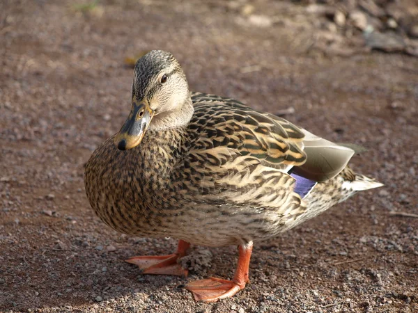 Pato mallard fêmea — Fotografia de Stock