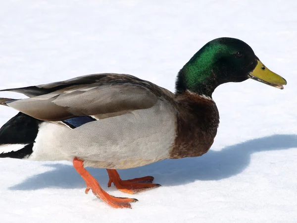 A male mallard duck — Stock Photo, Image