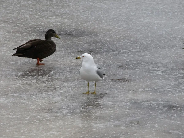 Seagull and mallard on ice — Stock Photo, Image