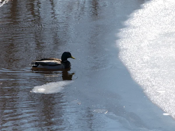 Winter duck. — Stock Photo, Image