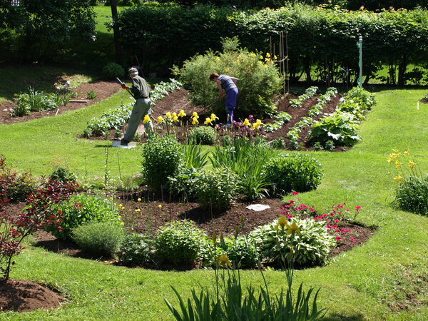 Летние цветы