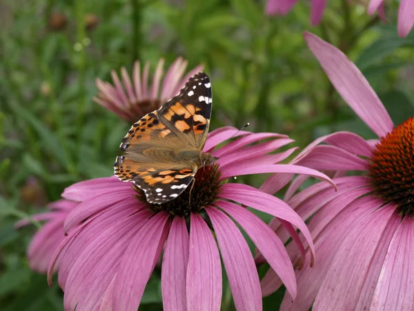 stock image Butterfly