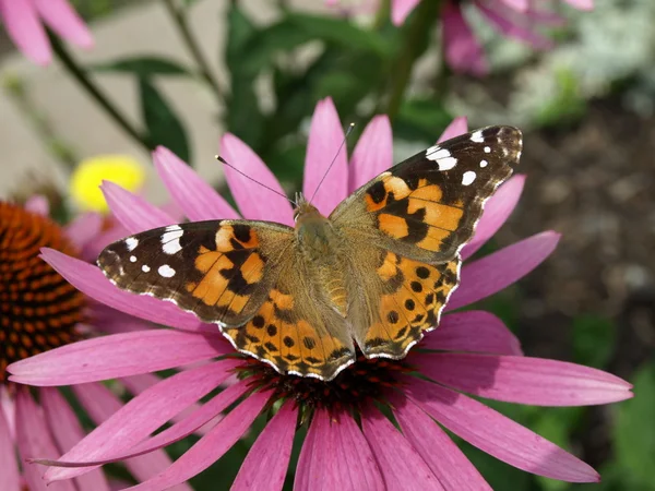 stock image Butterfly