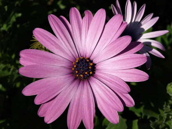 stock image Flower time