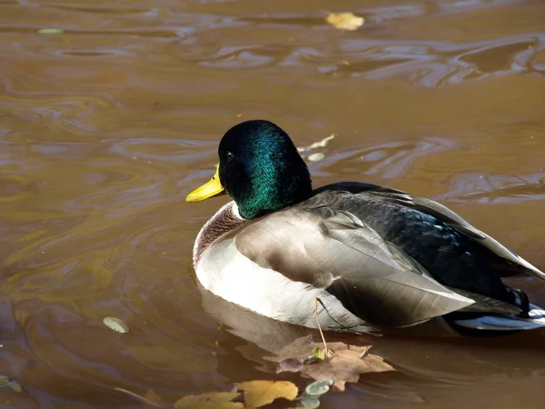 Male Mallard Duck — Stock Photo, Image