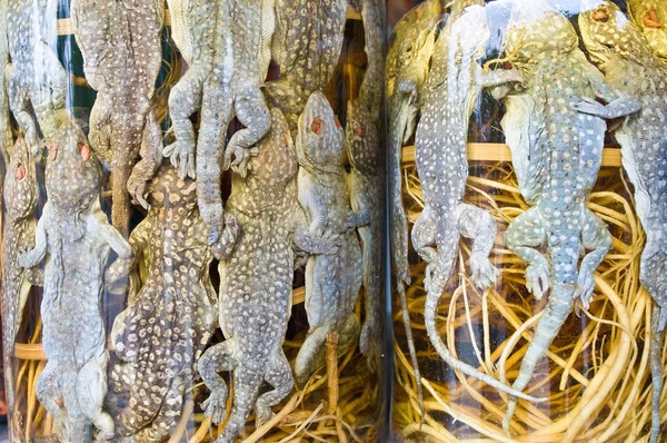 Bottled reptiles — Stock Photo, Image