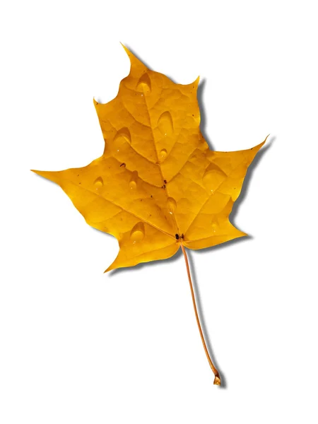 Желтый осенний кленовый лист — стоковое фото