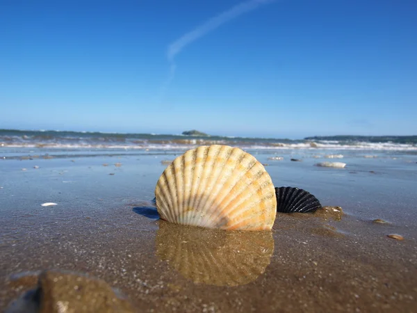 stock image Two shells