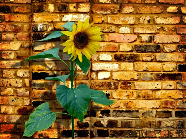 Sonnenblume gegen die Wand — Stockfoto