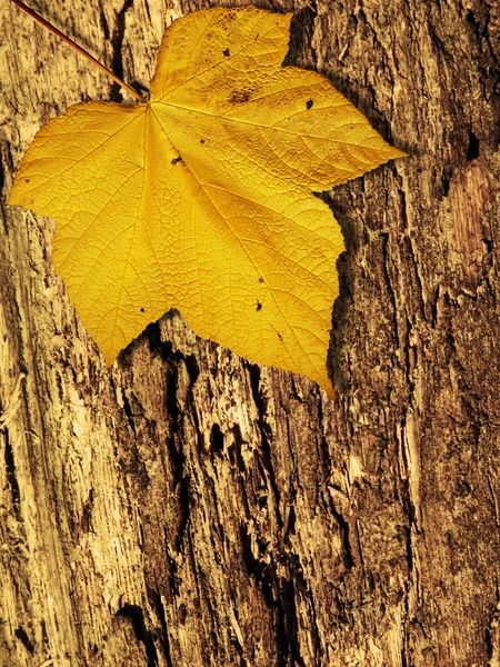 stock image Autumn