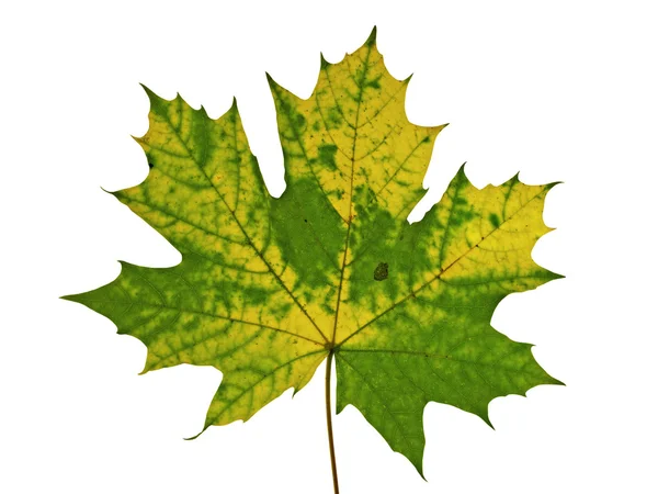 Maple leaf — Stock Photo, Image