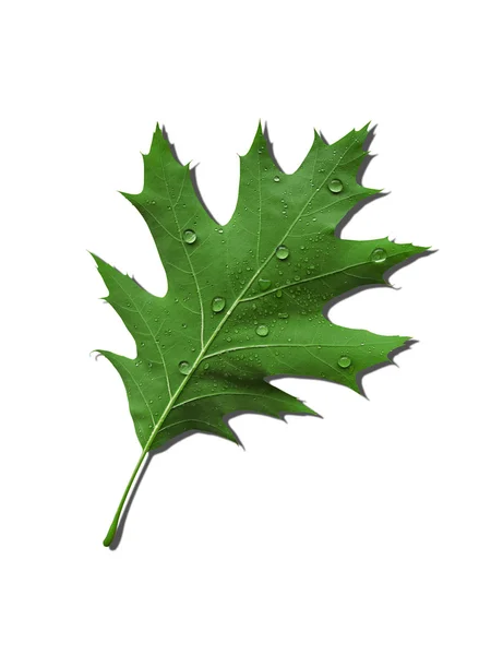 이 슬 맺힌 잎사귀 — 스톡 사진