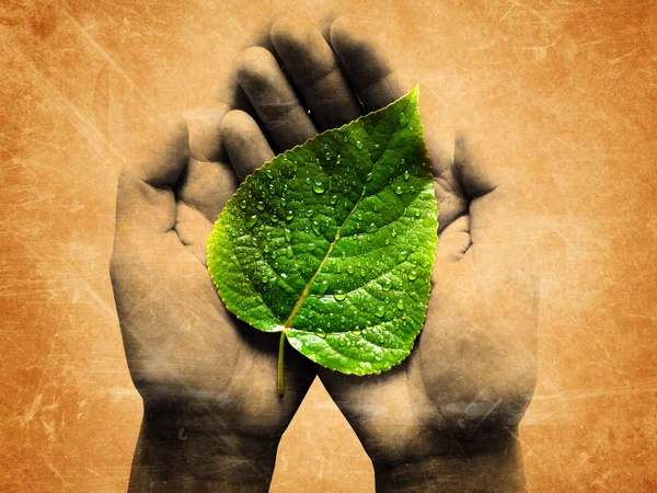 Grön daggiga blad i en händer — Stockfoto