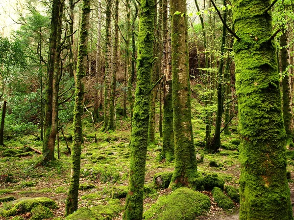 stock image Mossy forest