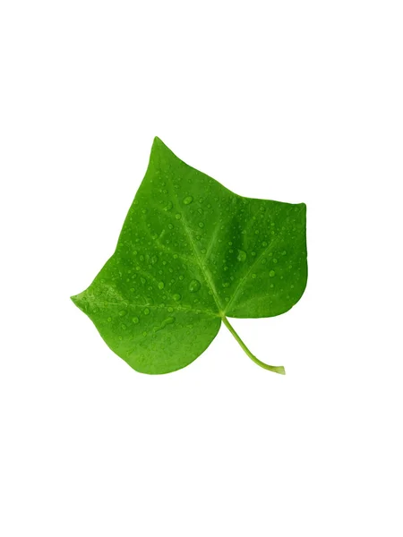 Dewy green leaf — Stockfoto
