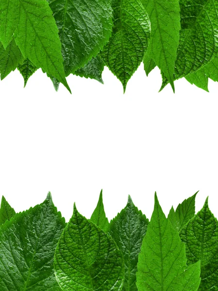 Zöld levelek keret — Stock Fotó