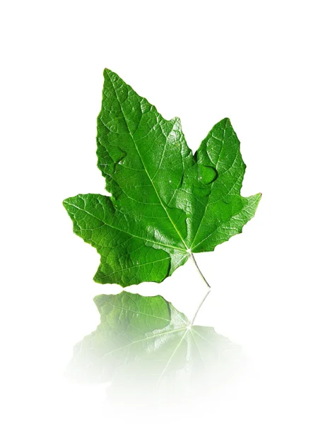 Dewy leaf — Stock Photo, Image