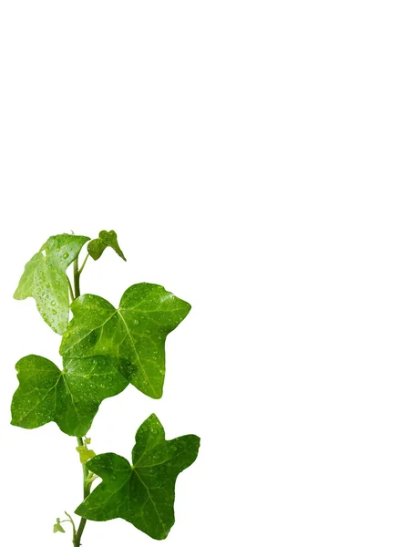 Зелена рослина — стокове фото