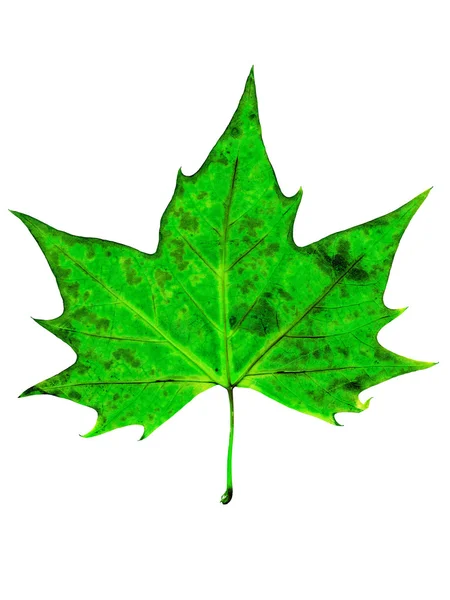 Zelené javorový list — Stock fotografie