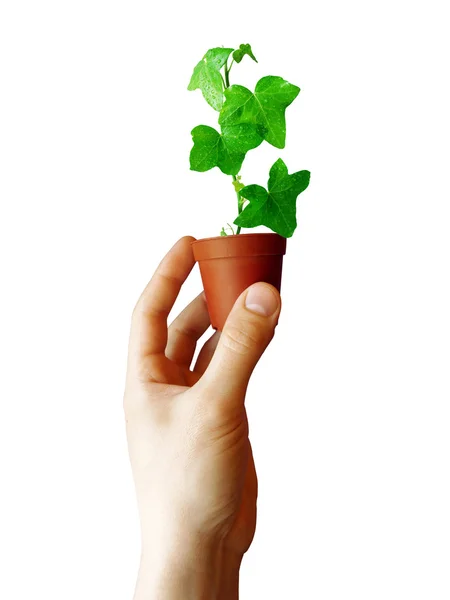 Hand with plant — Stock Photo, Image