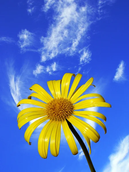 Gelbe Blüte — Stockfoto