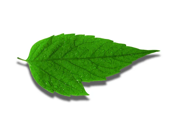 Verde folha orvalhada — Fotografia de Stock