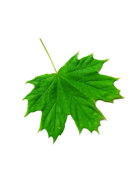Зеленый кленовый лист — стоковое фото