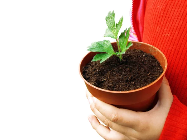 Roślin w rękach dziecka — Zdjęcie stockowe