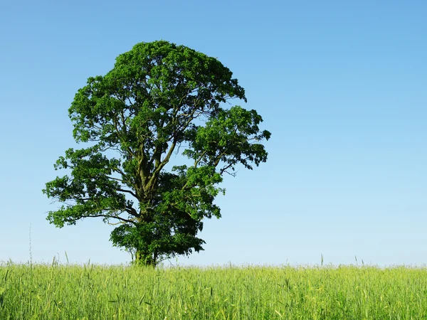 ต้นไม้ — ภาพถ่ายสต็อก