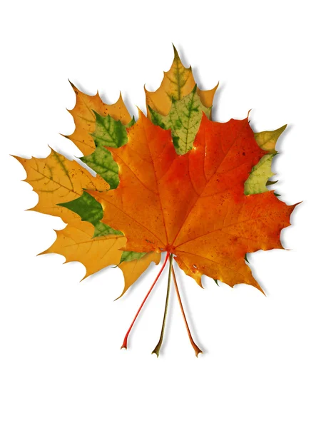 Kolorowe Jesienne liście — Zdjęcie stockowe