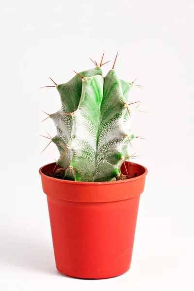 stock image Cactus