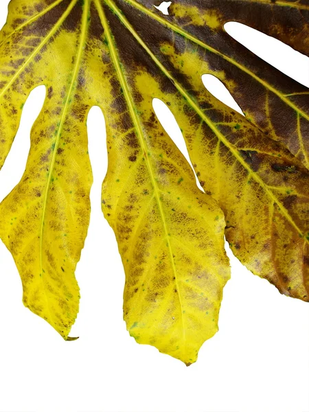Żółty liść — Zdjęcie stockowe
