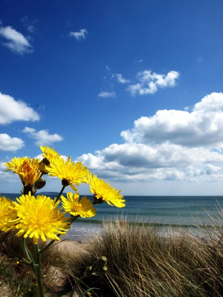 Flowers on the beach — Stock Photo, Image
