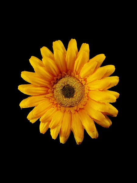 Fleur artificielle jaune — Photo