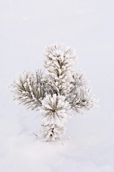 Iğne ağaç — Stok fotoğraf