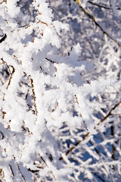 Wintersaison-Hintergrund — Stockfoto