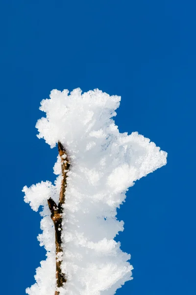 Rama de árbol de invierno — Foto de Stock