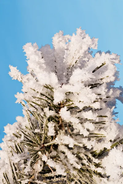 Szpilka drzewo gałąź pod śniegiem — Zdjęcie stockowe