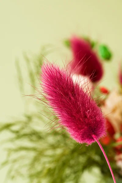 Сушеные цветы — стоковое фото
